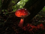 Leccinum melaneum image
