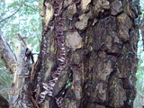 Trichaptum abietinum image