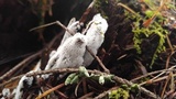 Ceratiomyxa fruticulosa var. fruticulosa image