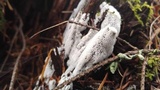 Ceratiomyxa fruticulosa var. fruticulosa image