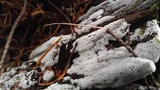 Ceratiomyxa fruticulosa var. fruticulosa image
