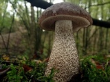 Leccinum melaneum image