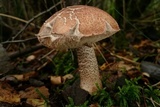 Leccinum versipelle image