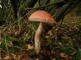 Leccinum versipelle image