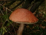 Leccinum versipelle image