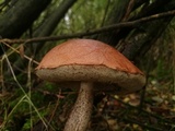 Leccinum versipelle image
