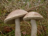 Leccinum cyaneobasileucum image