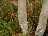 Leccinum cyaneobasileucum image