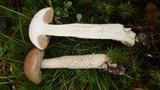 Leccinum cyaneobasileucum image