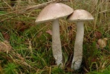 Leccinum cyaneobasileucum image