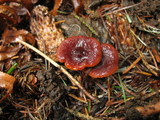 Lactarius atrobadius image
