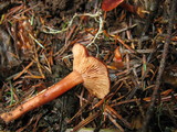 Lactarius atrobadius image