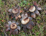 Astraeus pteridis image