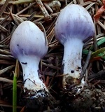 Inocybe ionocephala image