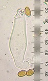 Inocybe ionocephala image