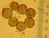 Astraeus pteridis image