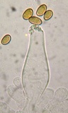 Inocybe ionocephala image