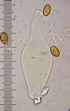Inocybe ionocephala image