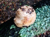 Inocybe fraudans image