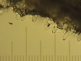 Inocybe fraudans image