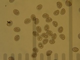 Inocybe fraudans image