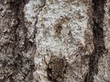 Julella fallaciosa image