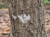 Julella fallaciosa image