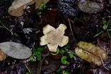Chorioactis geaster image