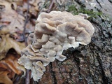 Trametes pubescens image