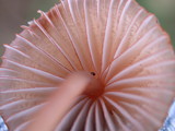 Mycena californiensis image