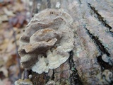 Trametes pubescens image