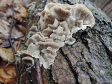 Trametes pubescens image