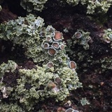 Physcia millegrana image