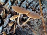 Baeospora myosura image