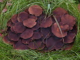 Psathyrella piluliformis image