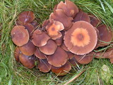 Psathyrella piluliformis image