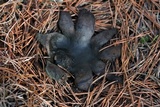 Scleroderma polyrhizum image
