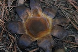 Scleroderma polyrhizum image