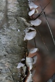Cerrena unicolor image