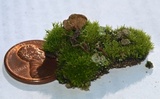 Arrhenia spathulata image