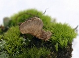Arrhenia spathulata image