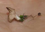 Arrhenia spathulata image