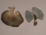 Gerronema atrialbum image