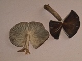 Gerronema atrialbum image