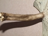 Gerronema atrialbum image