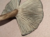 Gerronema atrialbum image