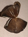 Gerronema atrialbum image
