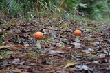 Amanita persicina image