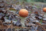 Amanita persicina image