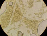 Lycoperdon curtisii image